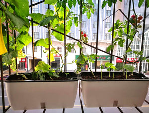 Sprout Vegan Mini-Farm! 21st Century URBAN VEGAN FARMING BV BVO TWU Supermarket - BV BVO TWU Supermarket